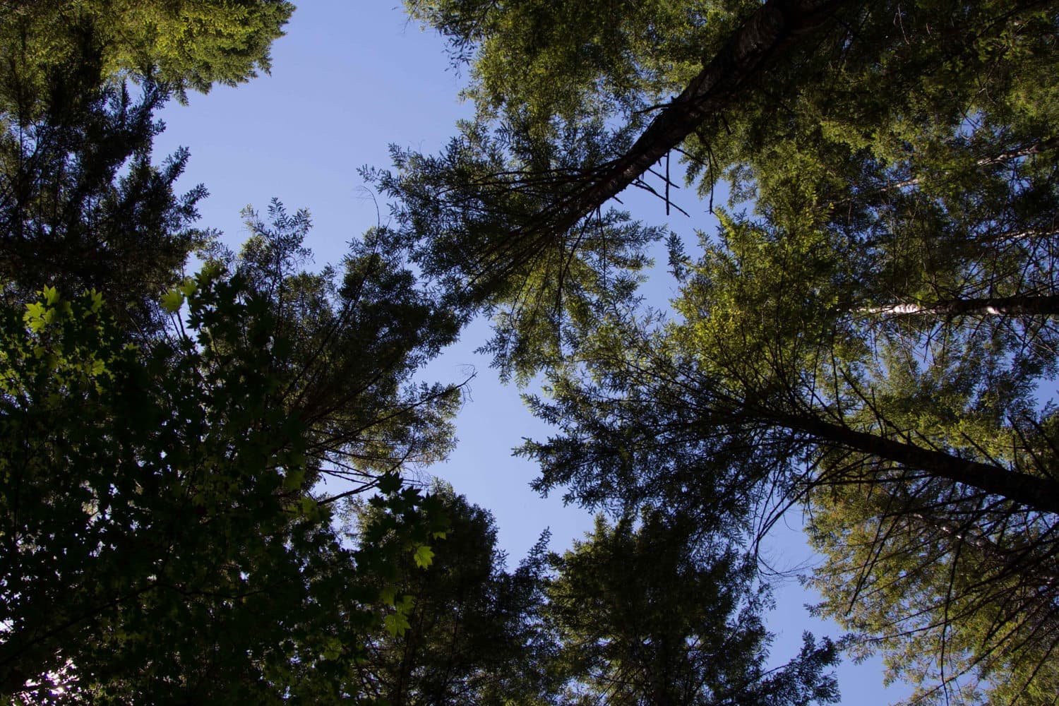 Looking up through the trees