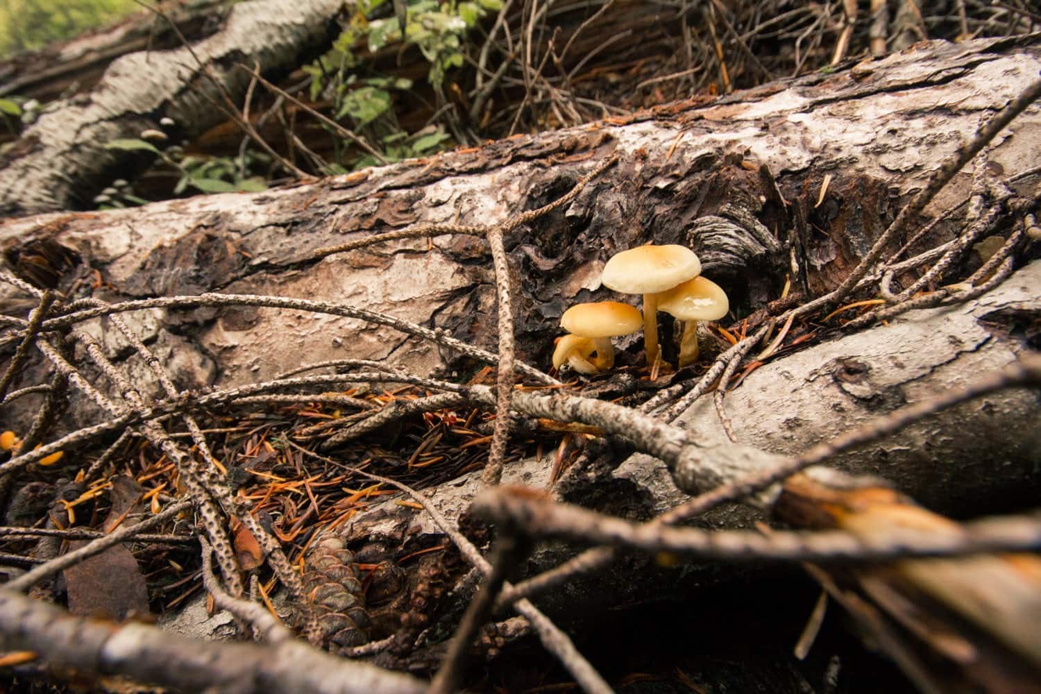 A photo of a mushroom in the woods
