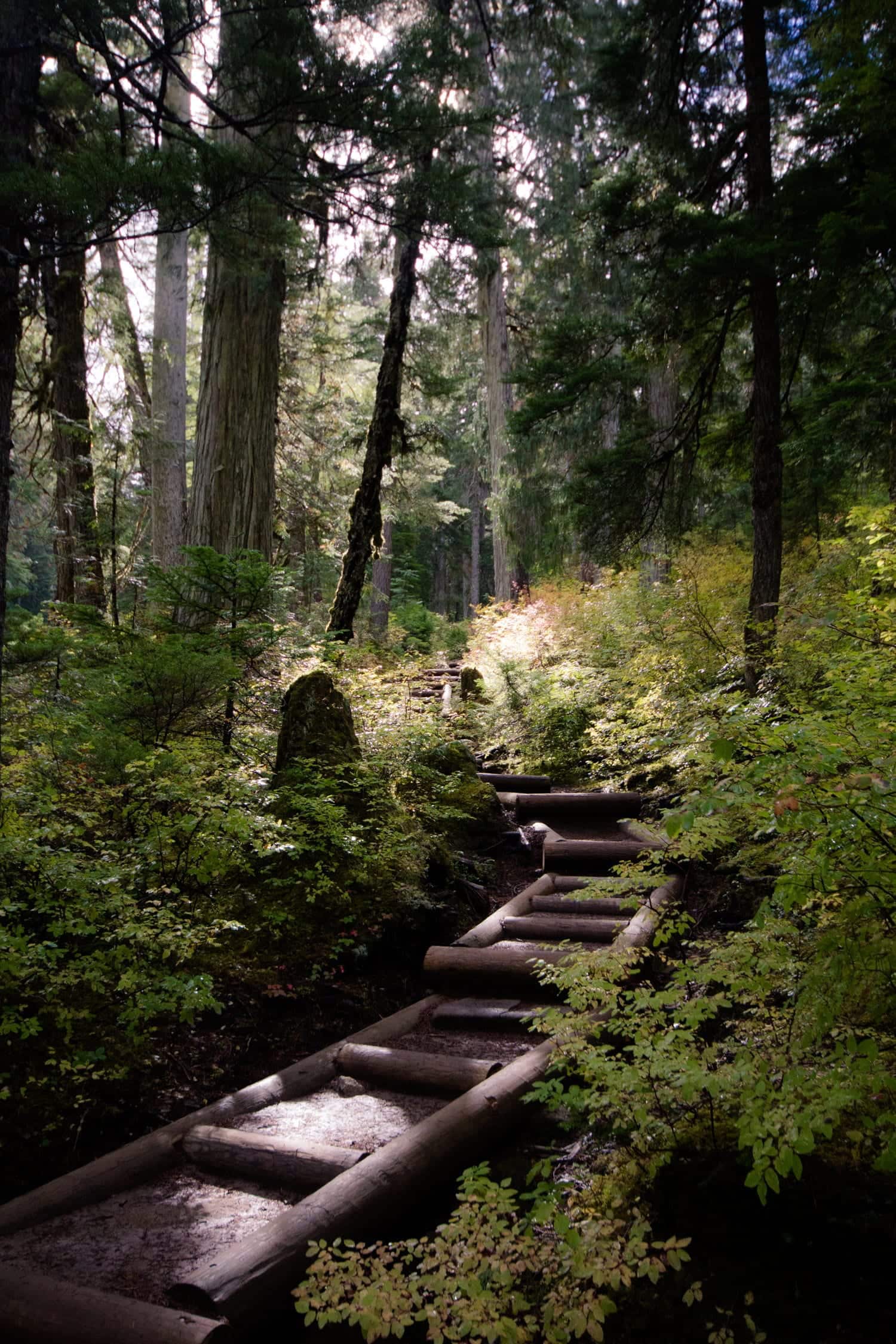 This walk was such a fairytale. The lighting on the path was magical.