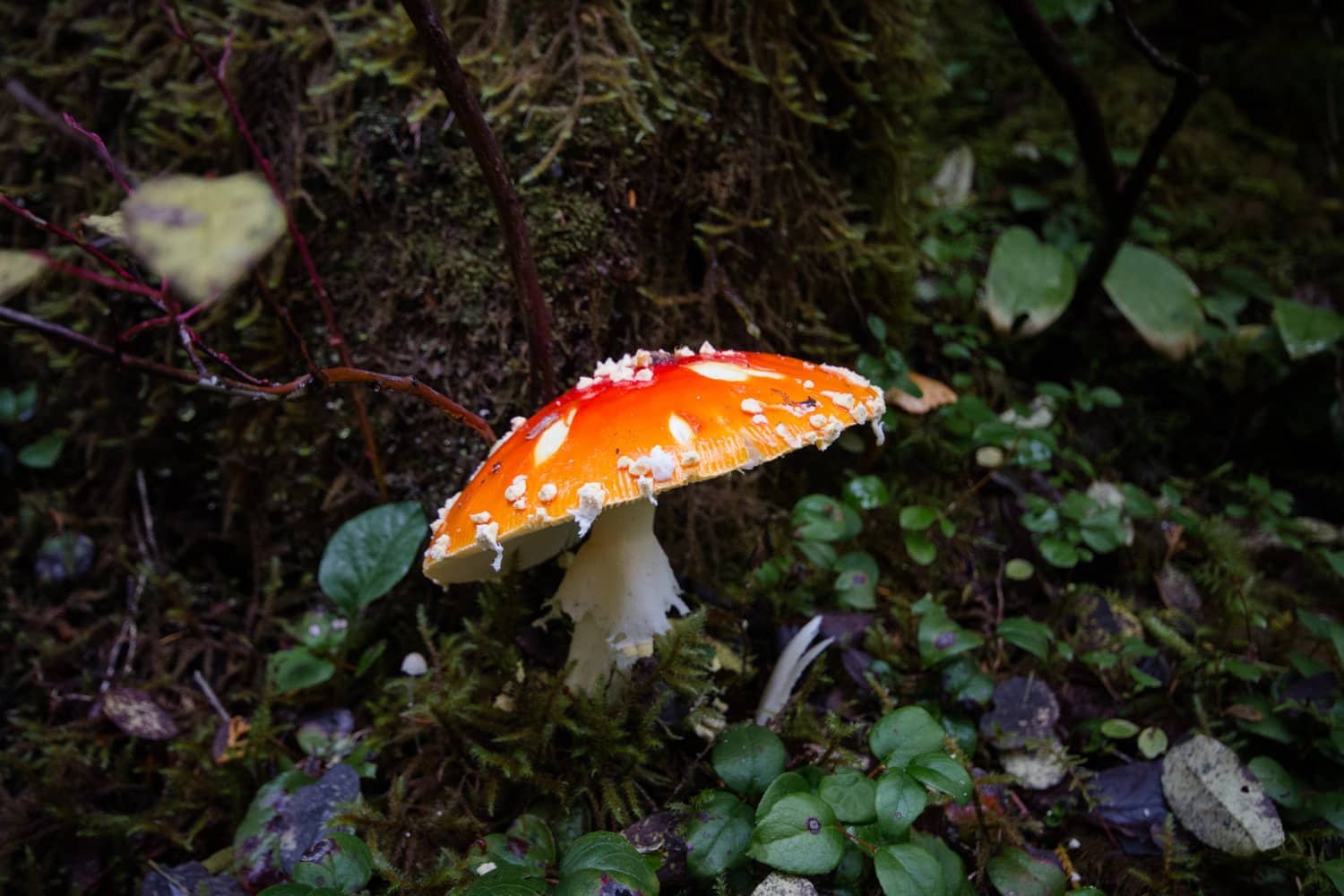 A photo of a mushroom in the woods