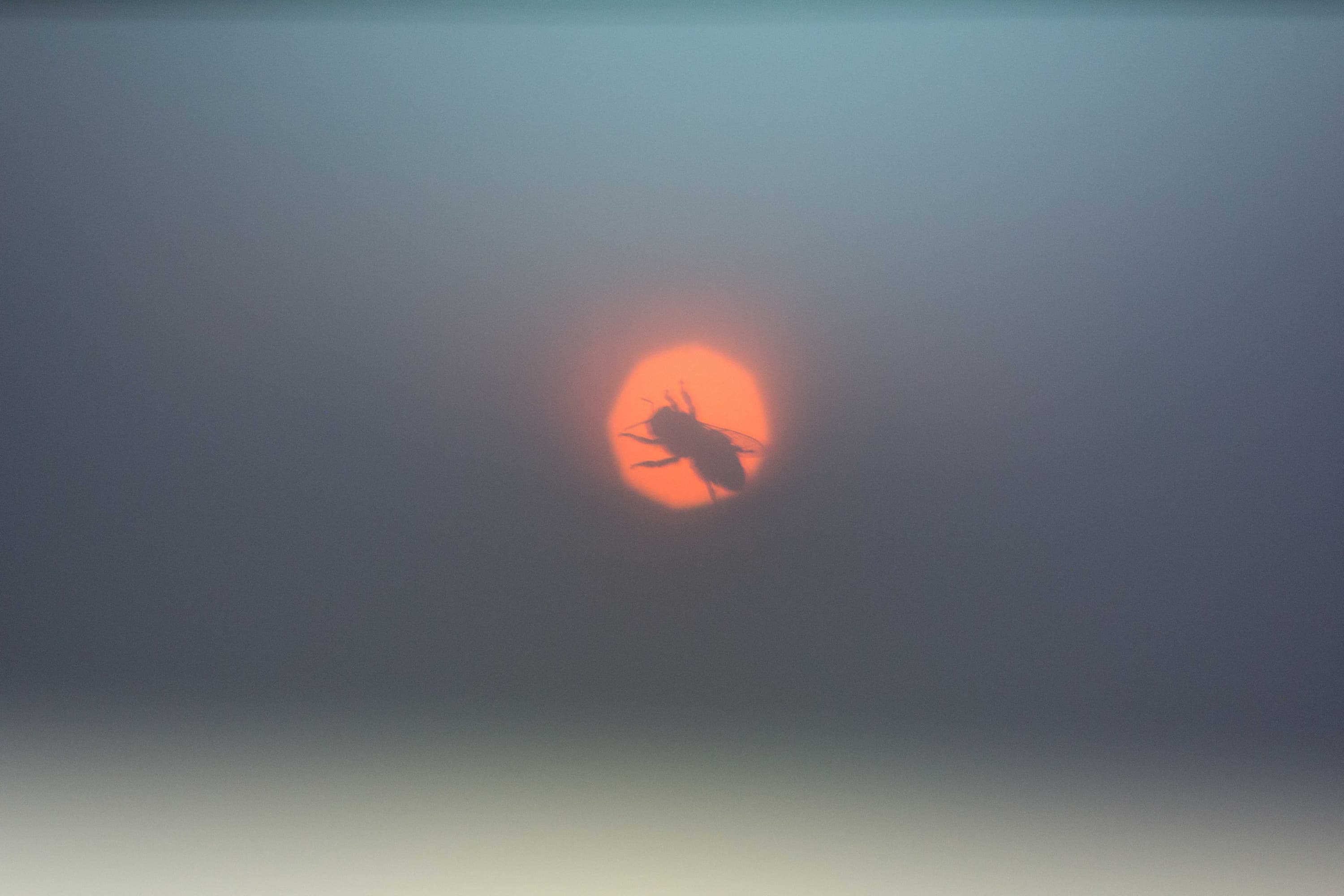 A photo of an eclipse