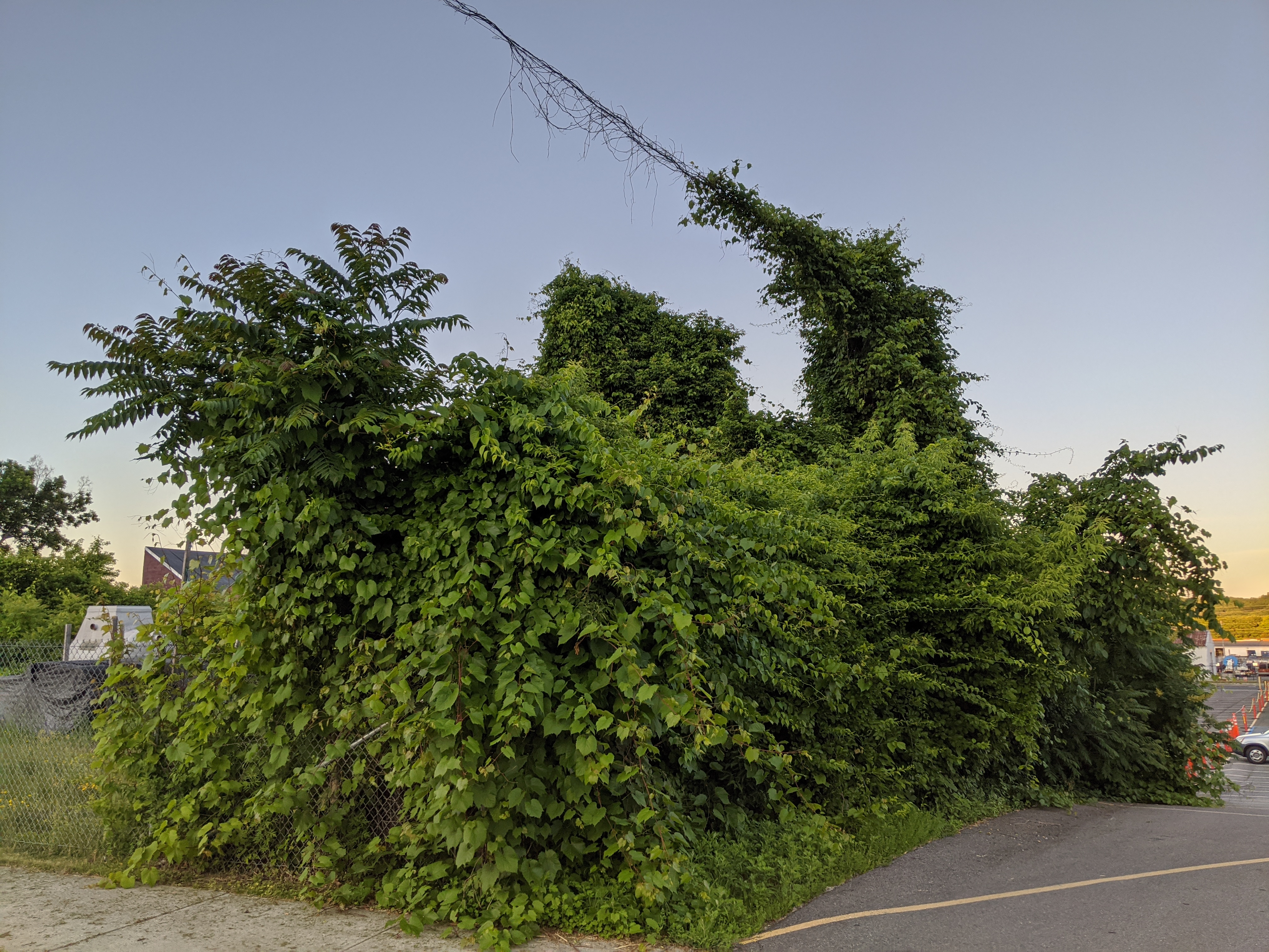 Vines growing over a power/telephone line